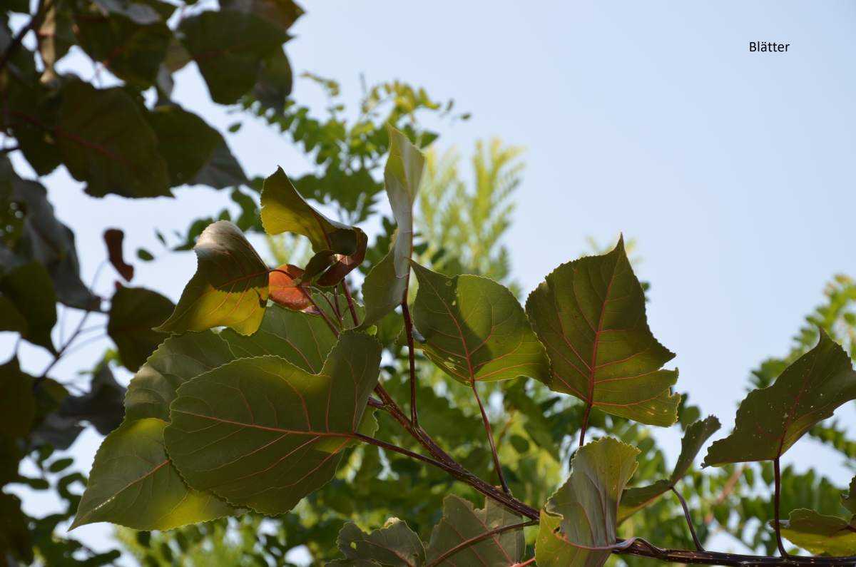 Pappel: Purpur-Pappel Purple Tower