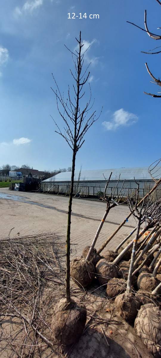 Pfirsich: Amsden