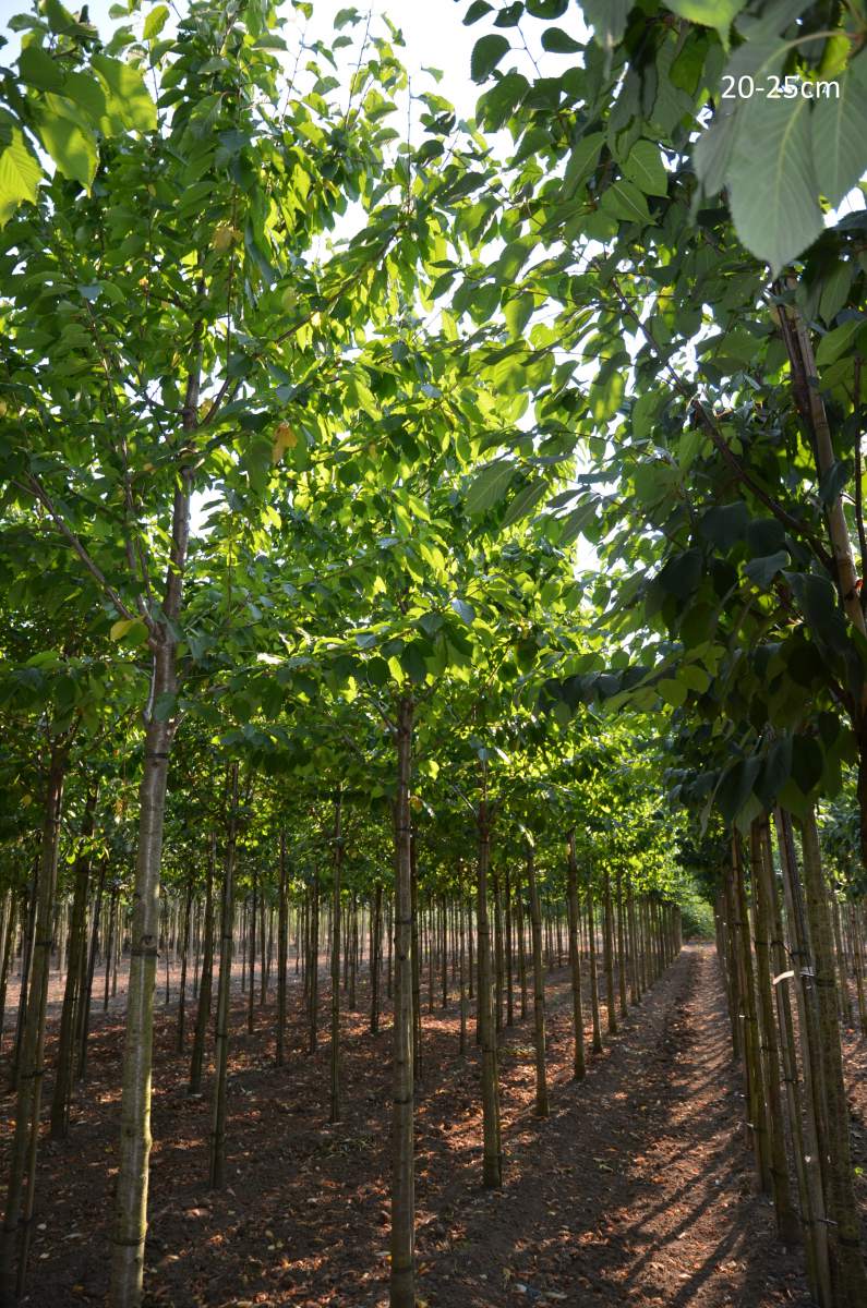 Süßkirsche: Varikse Zwarte
