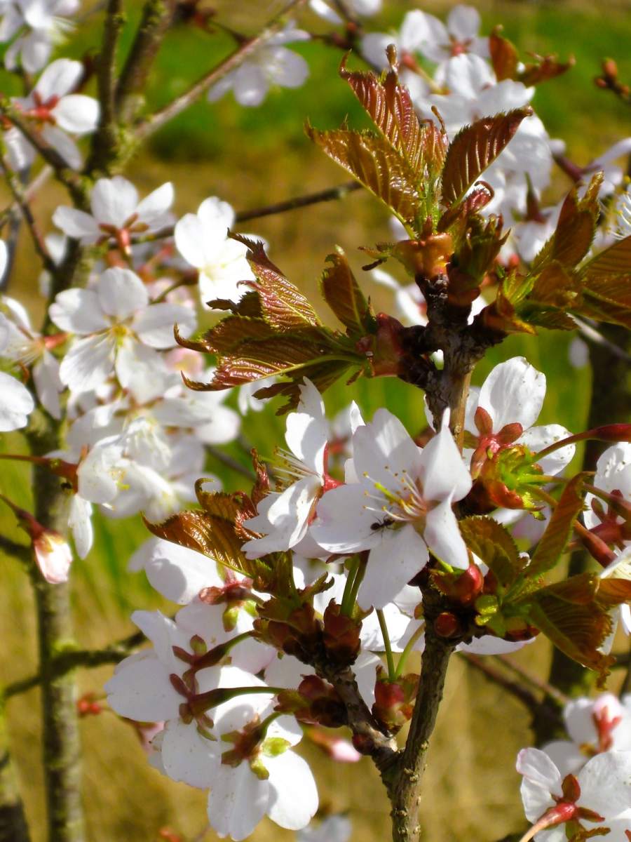 Zierkirsche: Pandora