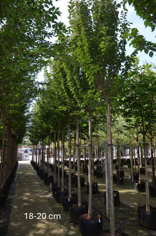 Zierkirsche: Schmalkronige Zierkirsche