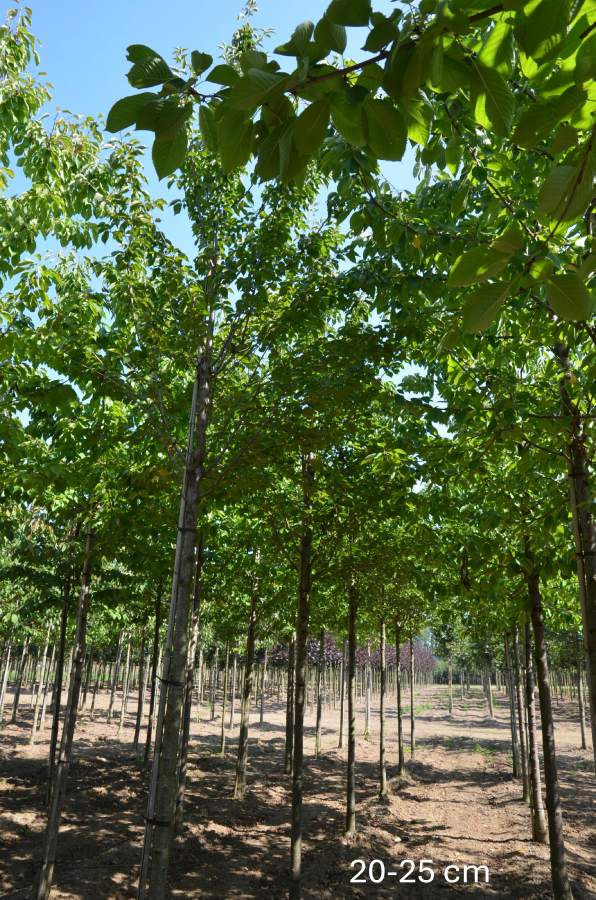 Zierkirsche: Fuji-Kirsche