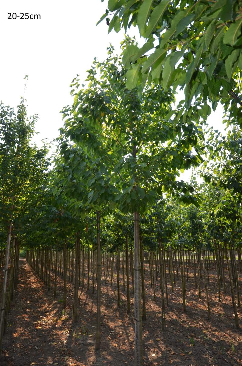 Süßkirsche: Varikse Zwarte