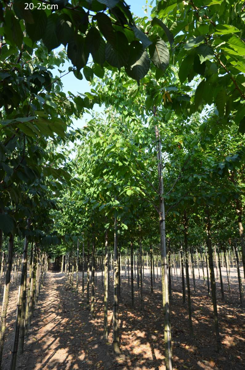 Süßkirsche: Varikse Zwarte