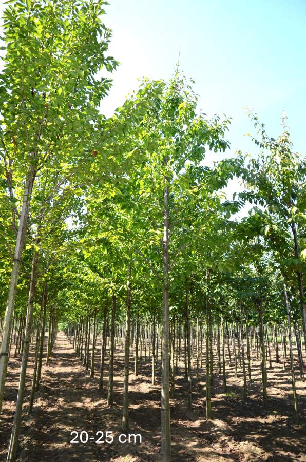 Süßkirsche: Varikse Zwarte