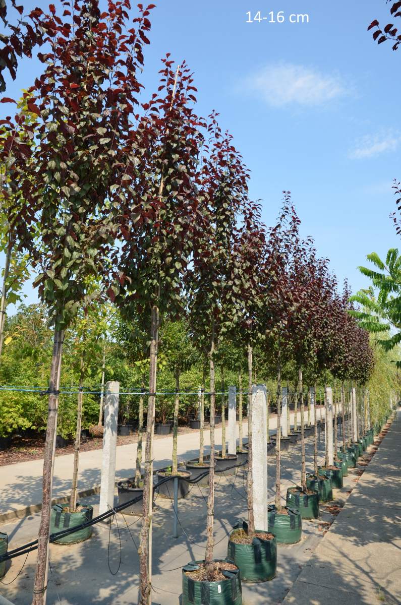 Blutpflaume: Säulen-Blutpflaume