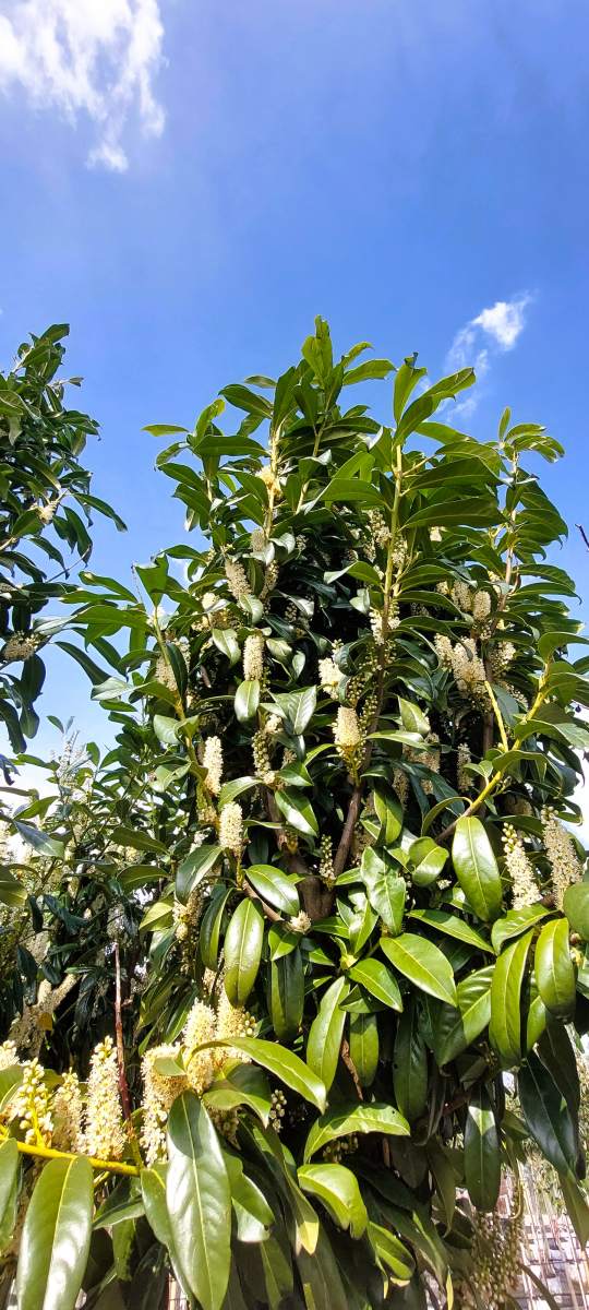 Kirschlorbeer Genolia