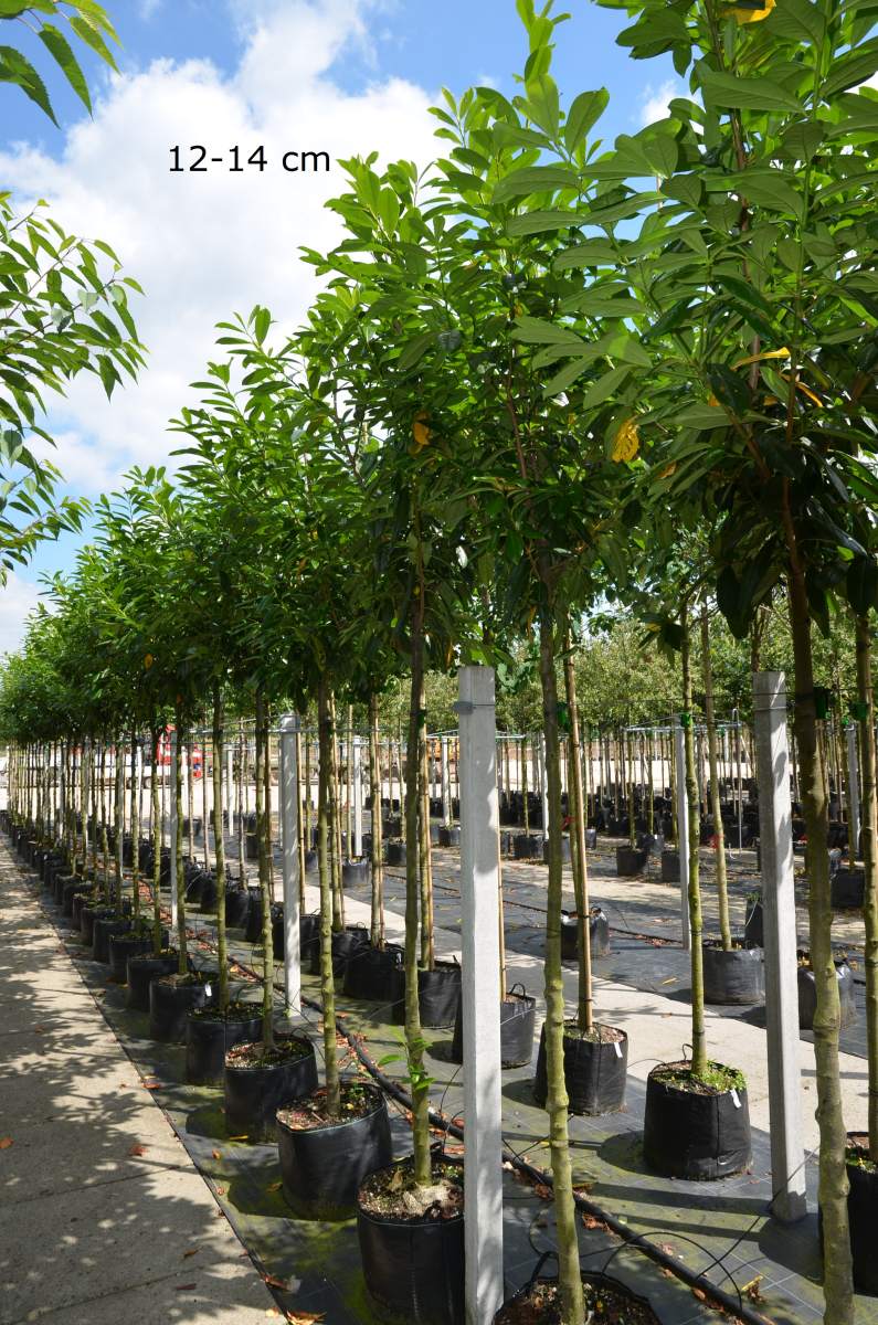 Kirschlorbeer Novita