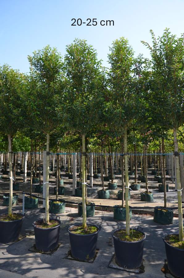 Portugiesischer Kirschlorbeer