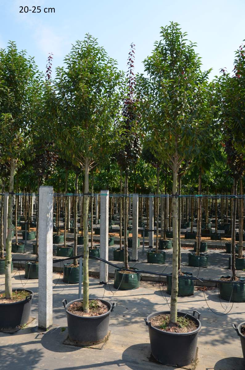 Portugiesischer Kirschlorbeer