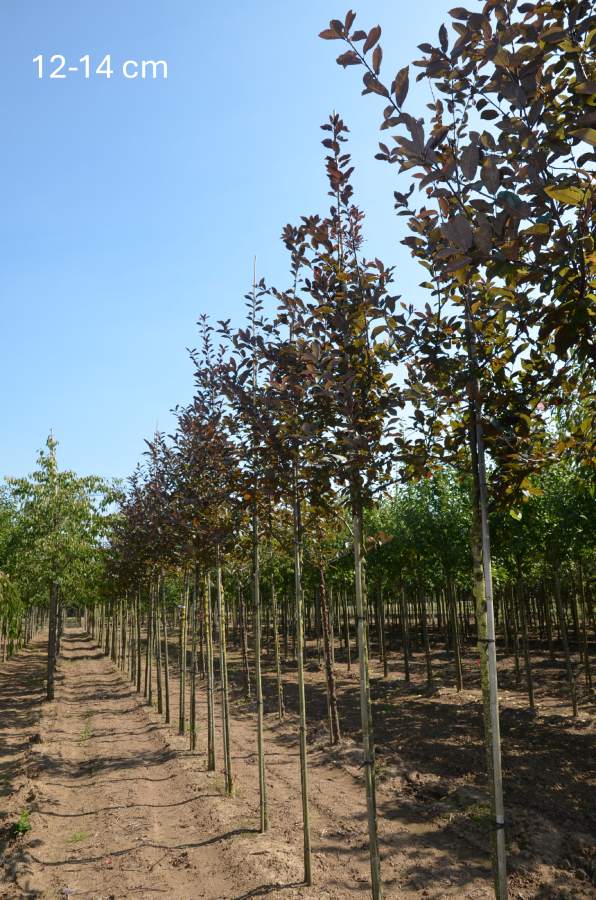 Traubenkirsche: Rosa Traubenkirsche