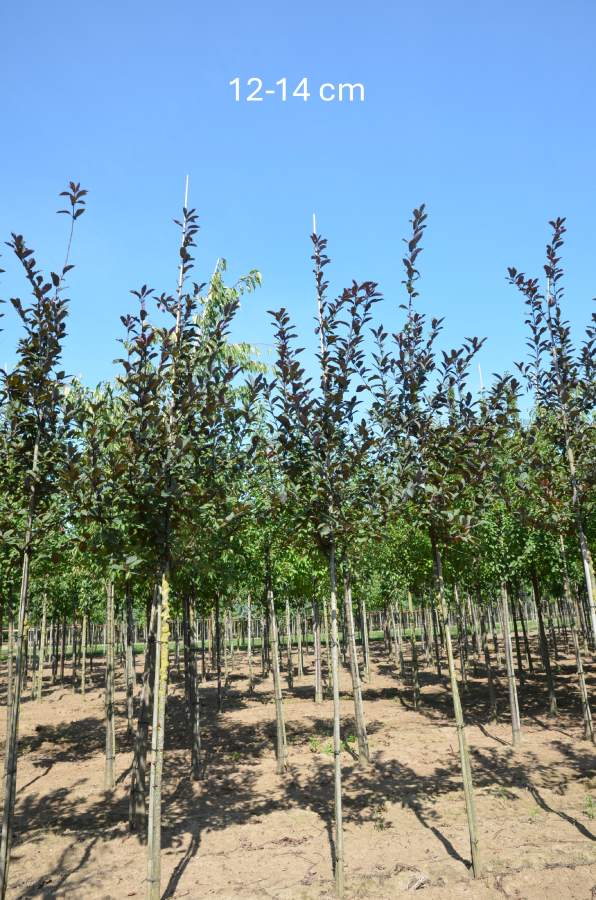 Traubenkirsche: Rosa Traubenkirsche