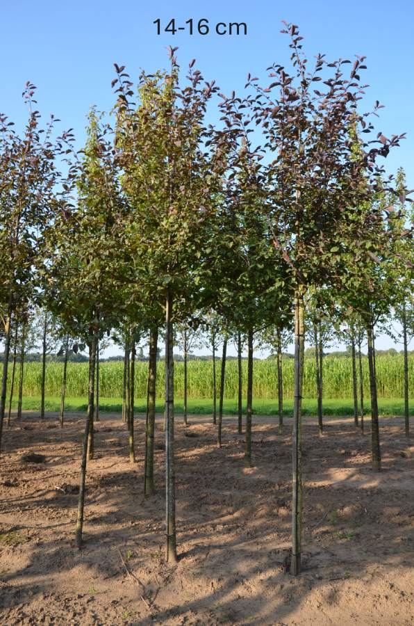 Traubenkirsche: Rosa Traubenkirsche