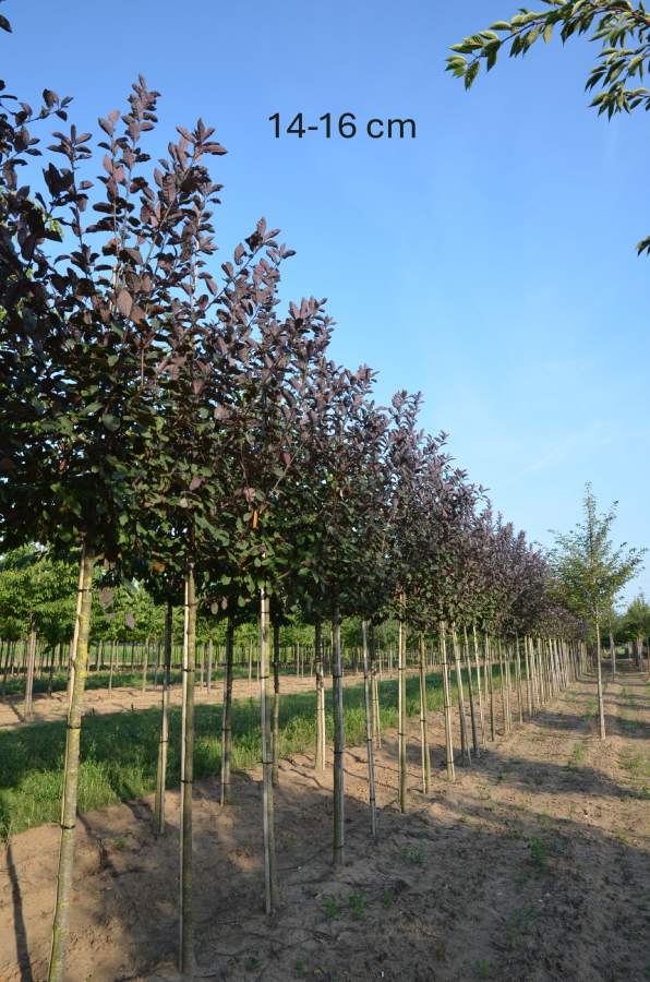 Traubenkirsche: Rosa Traubenkirsche