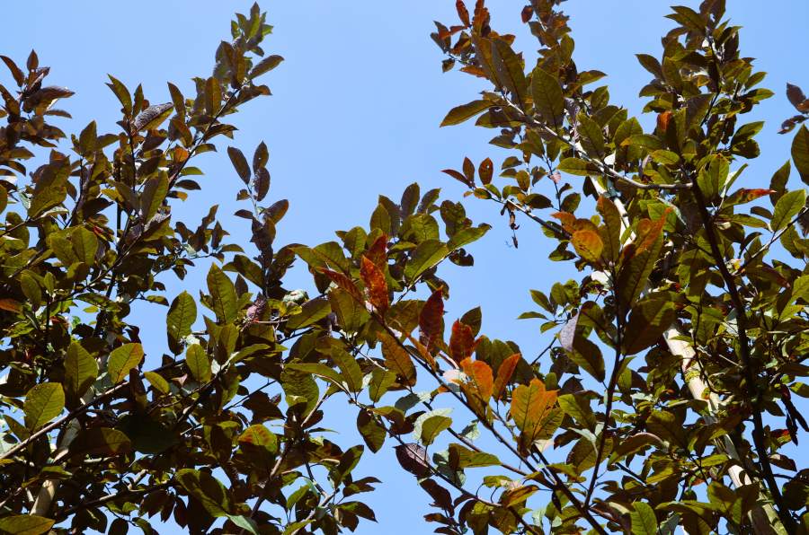 Traubenkirsche: Rosa Traubenkirsche