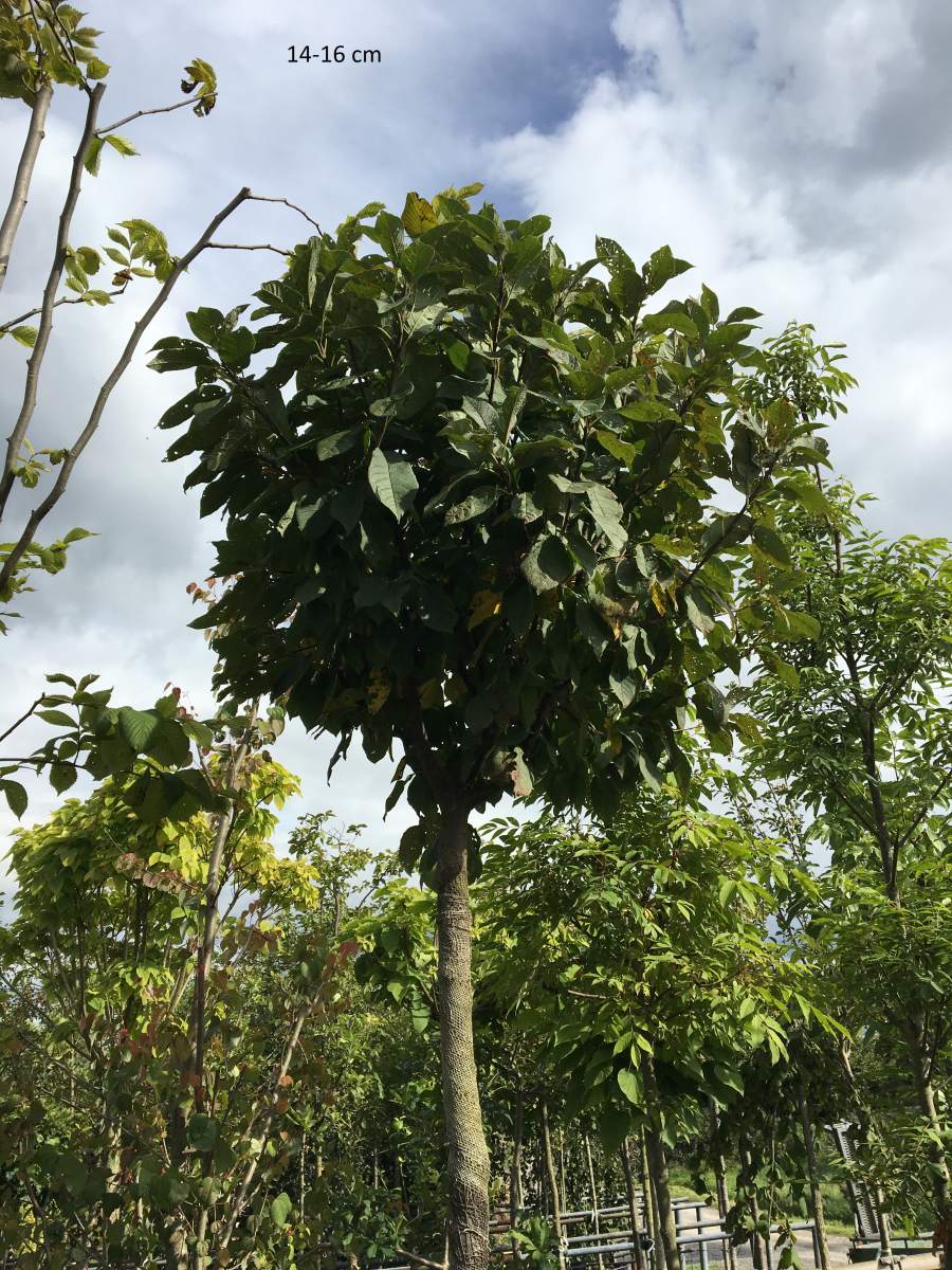 Preview: Traubenkirsche: Kugel-Traubenkirsche