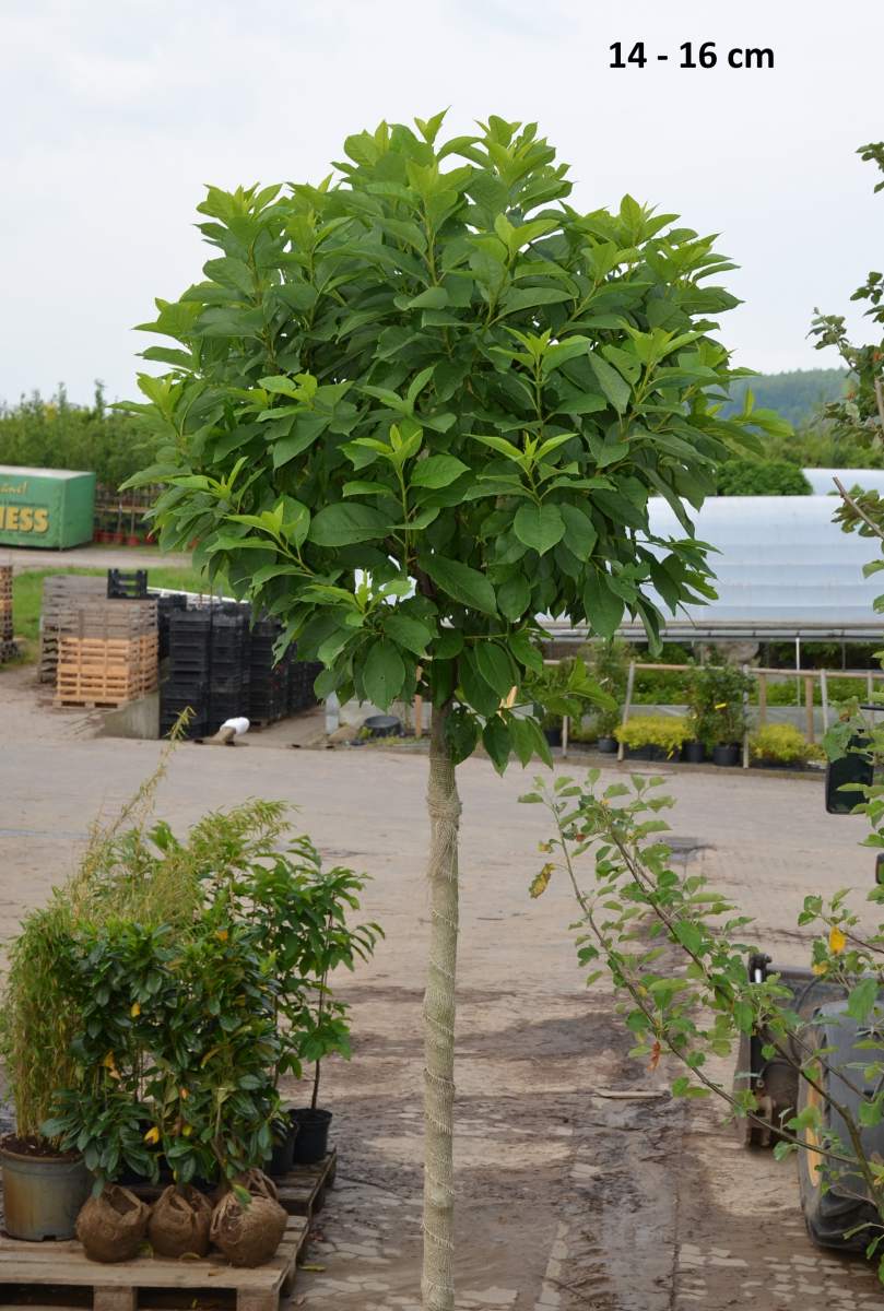 Preview: Traubenkirsche: Kugel-Traubenkirsche