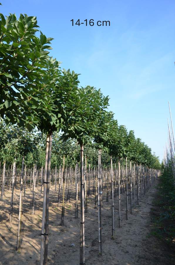Traubenkirsche: Kugel-Traubenkirsche