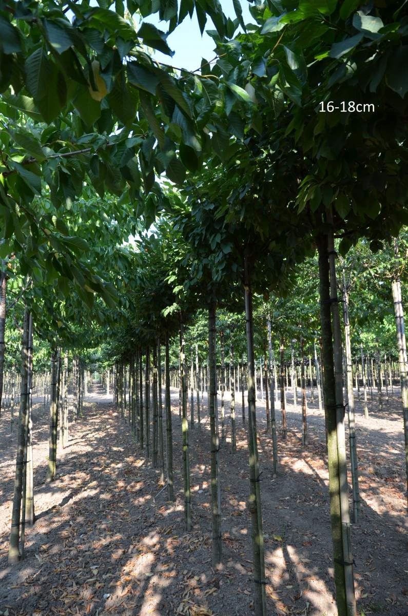 Traubenkirsche: Kugel-Traubenkirsche