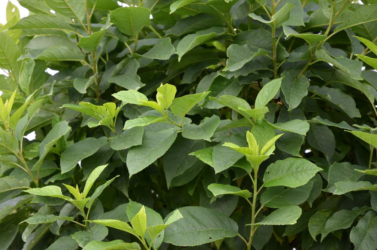 Traubenkirsche: Kugel-Traubenkirsche