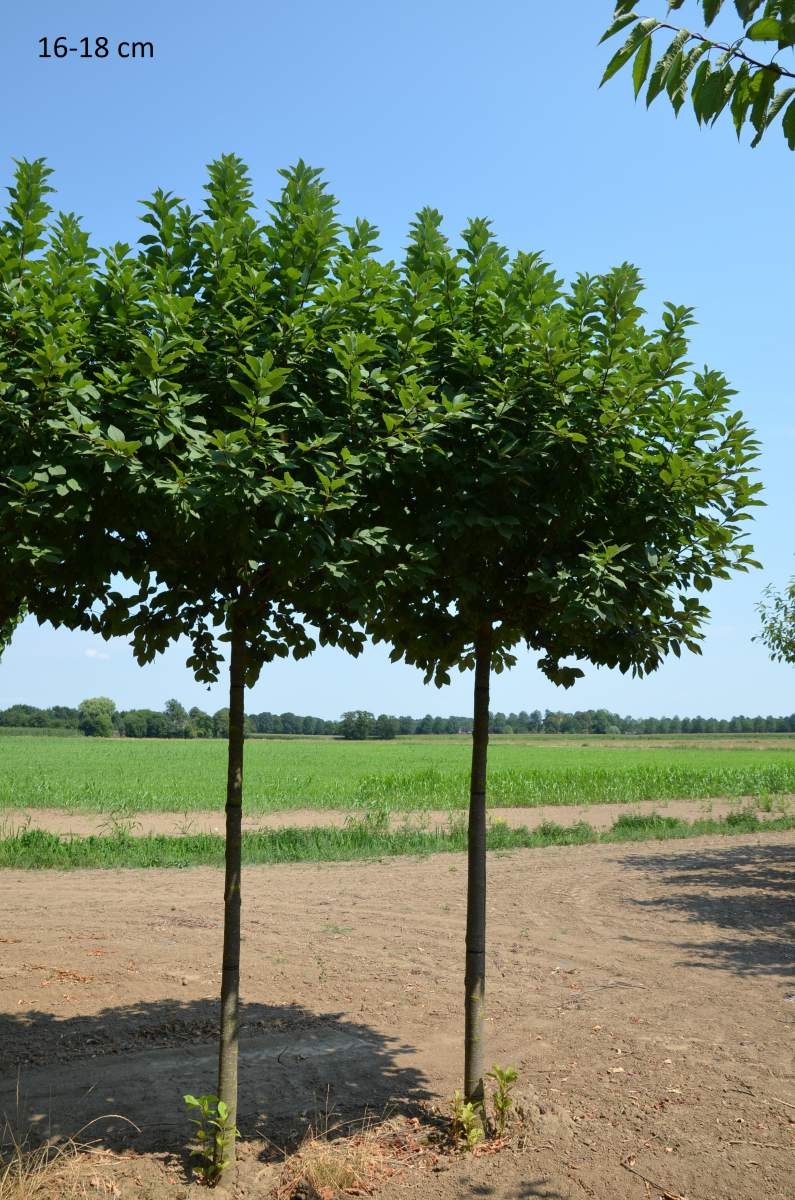 Traubenkirsche: Kugel-Traubenkirsche