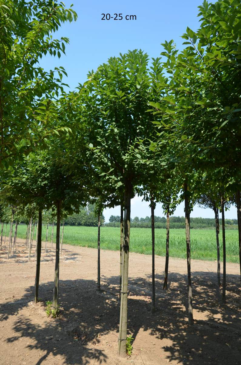 Traubenkirsche: Kugel-Traubenkirsche