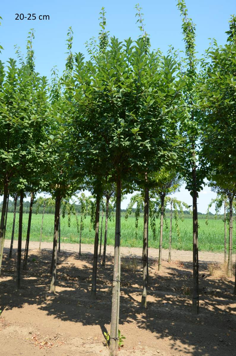 Traubenkirsche: Kugel-Traubenkirsche