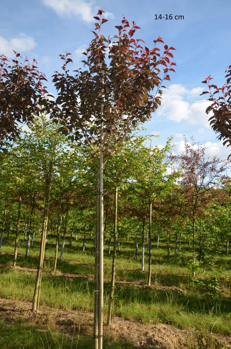 Zierkirsche: Royal Burgundy, rotlaubig