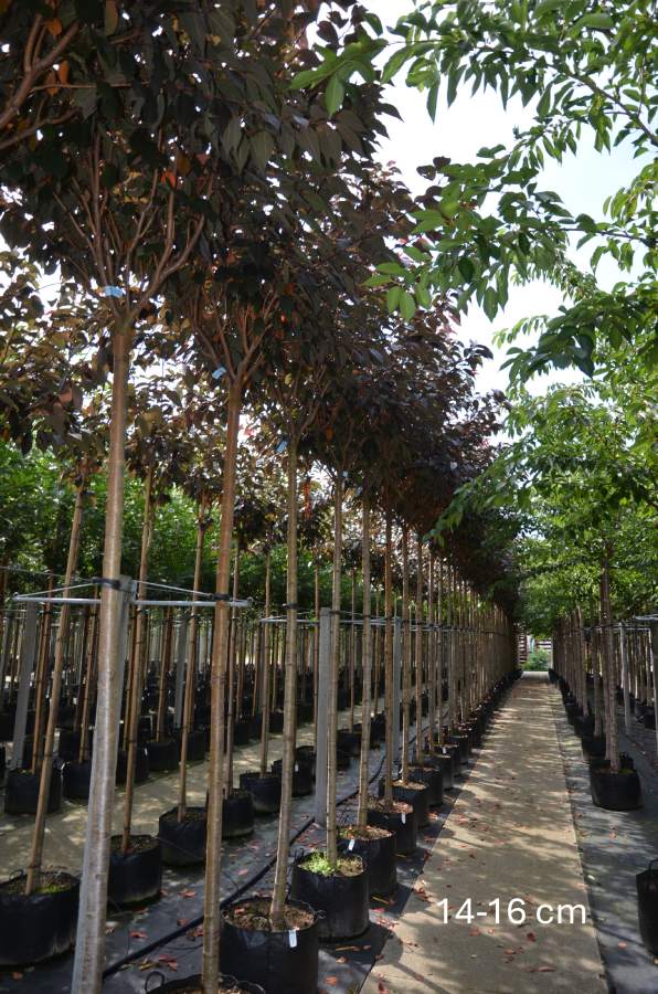 Zierkirsche: Royal Burgundy, rotlaubig