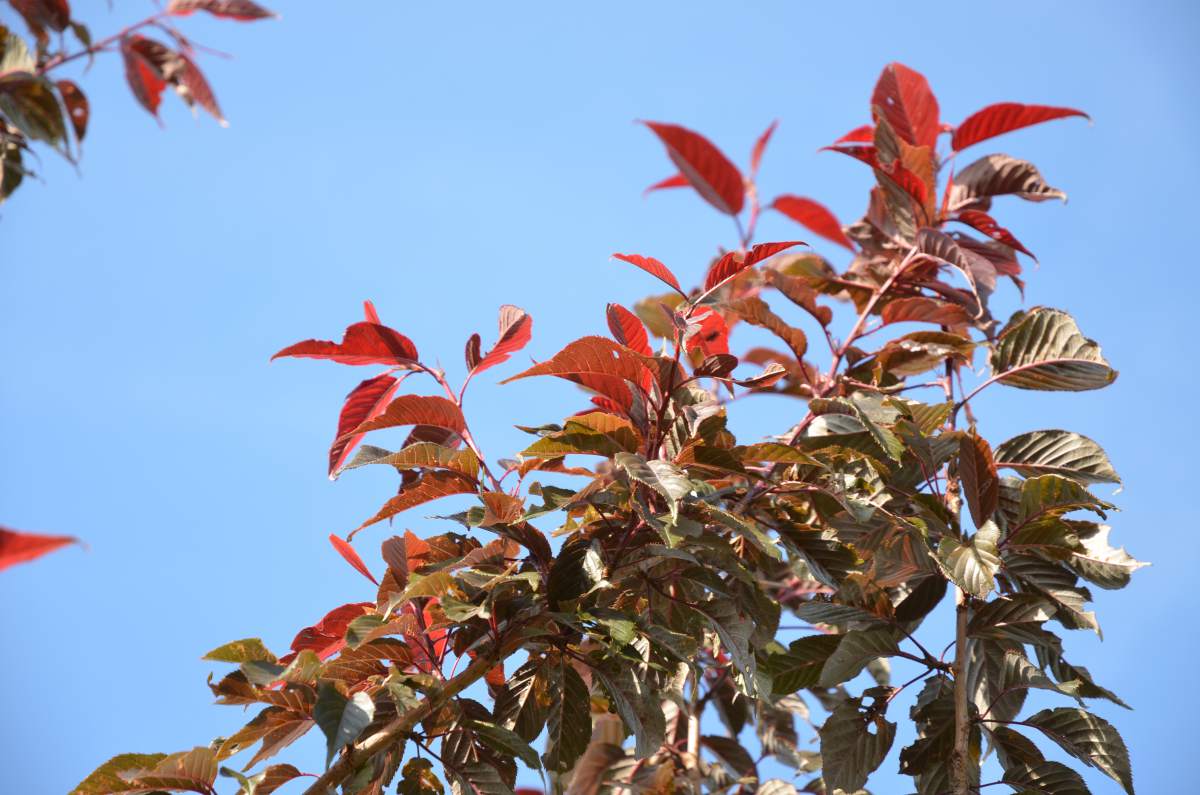 Zierkirsche: Royal Burgundy, rotlaubig