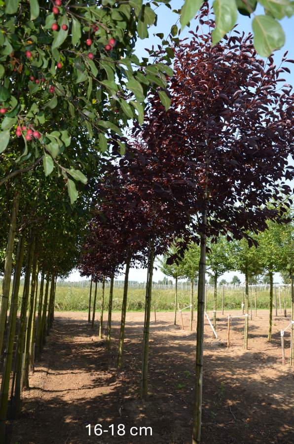 Traubenkirsche: Amerikanische Traubenkirsche