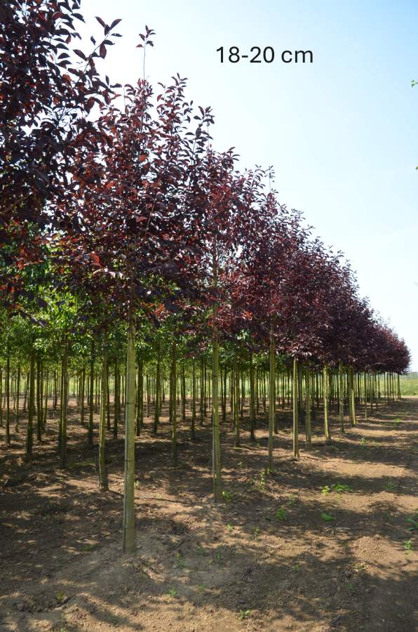 Traubenkirsche: Amerikanische Traubenkirsche