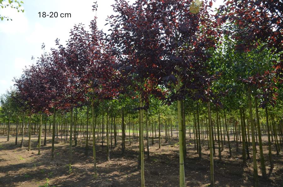 Traubenkirsche: Amerikanische Traubenkirsche