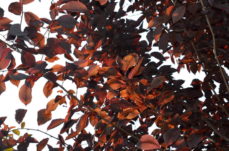 Traubenkirsche: Amerikanische Traubenkirsche