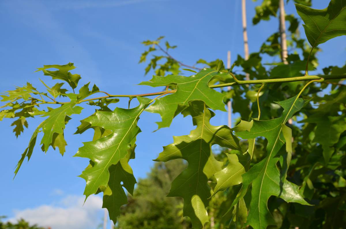 Eiche: Scharlach-Eiche