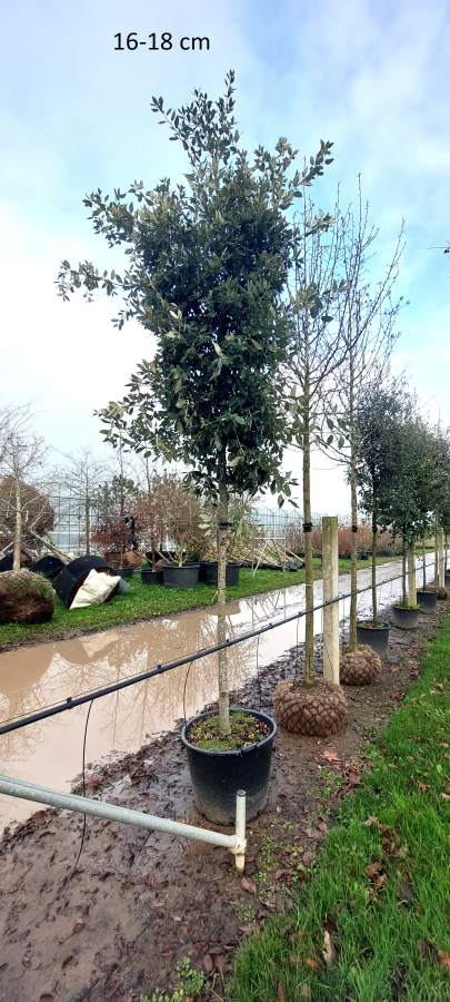 Eiche: Stein-Eiche / Immergrüne Eiche