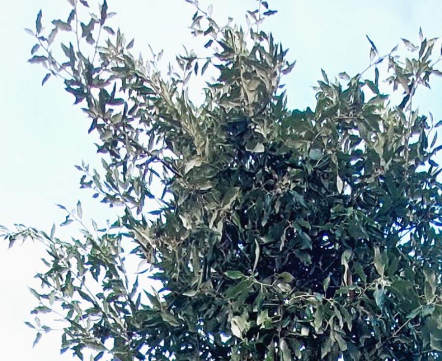 Eiche: Stein-Eiche / Immergrüne Eiche