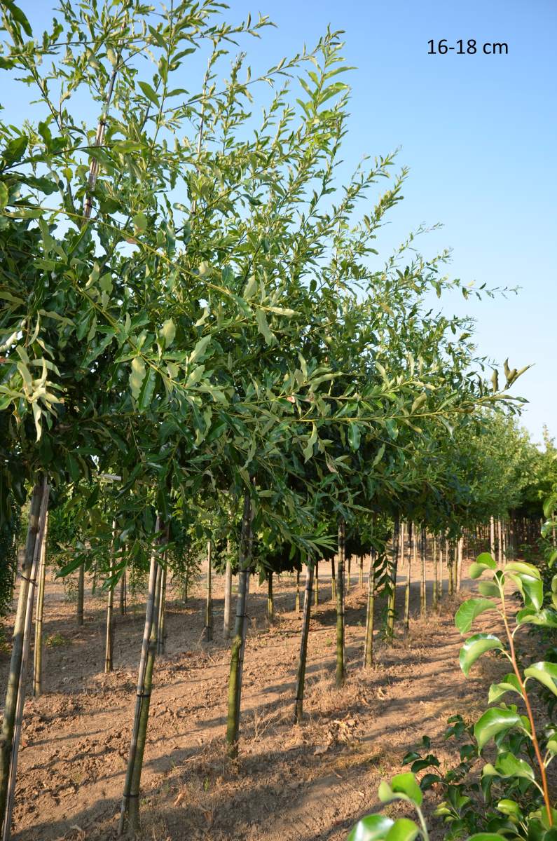 Eiche: Schindel-Eiche