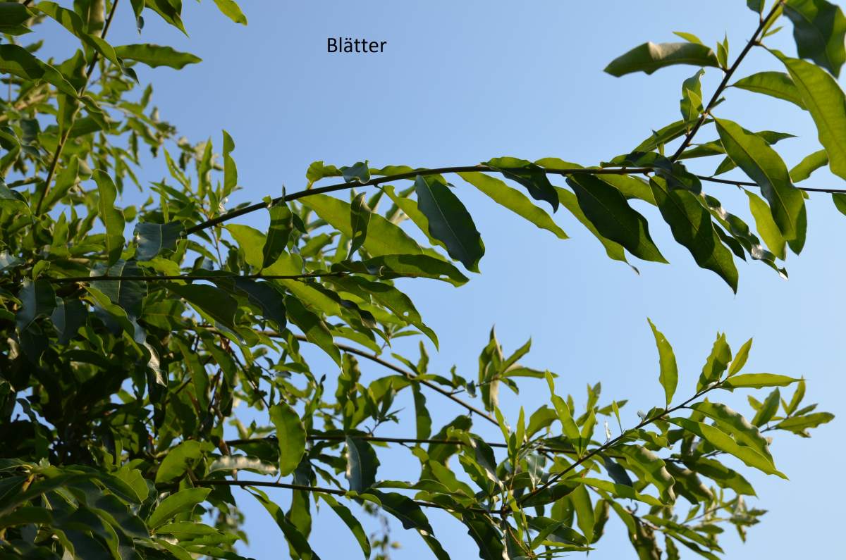 Eiche: Schindel-Eiche