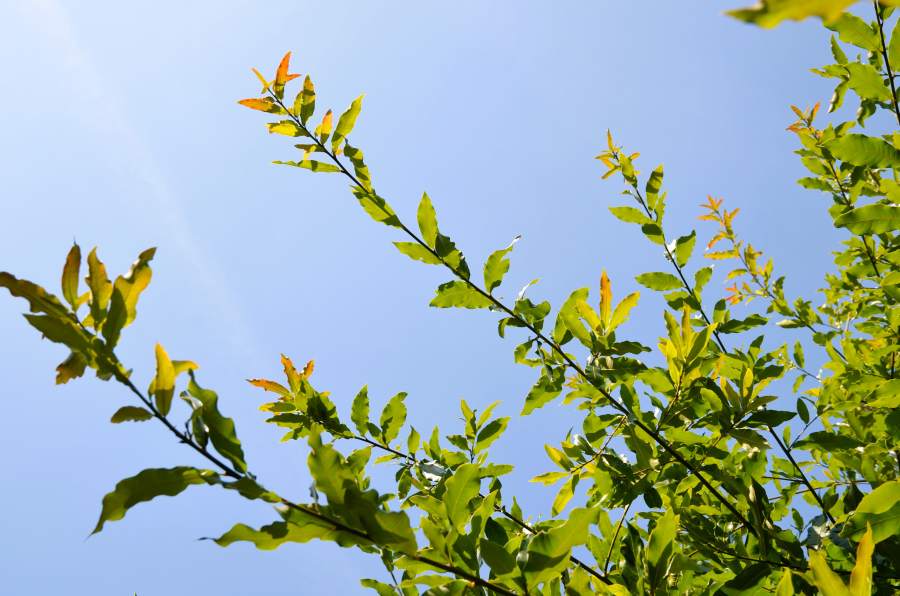 Eiche: Schindel-Eiche