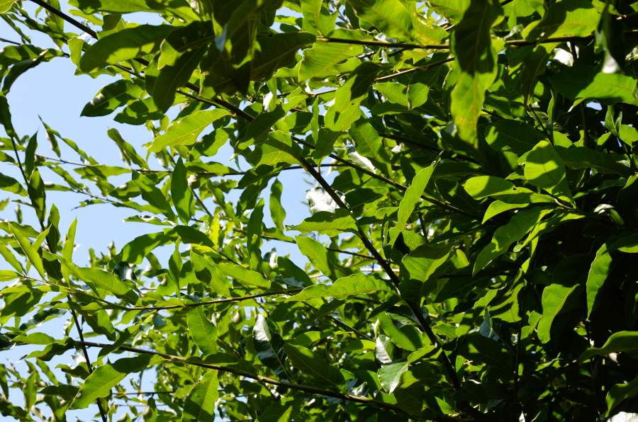 Eiche: Schindel-Eiche