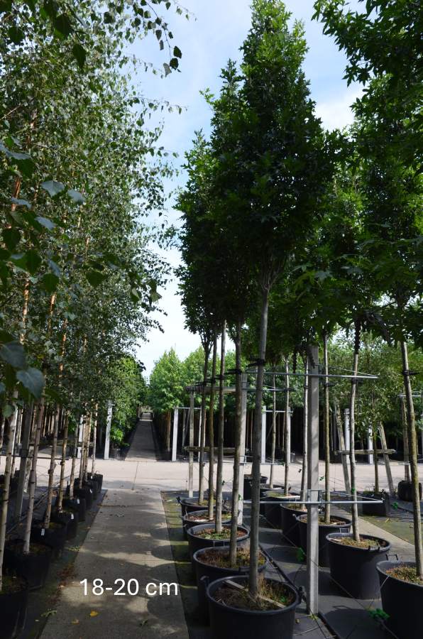 Eiche: Säulen-Sumpfeiche