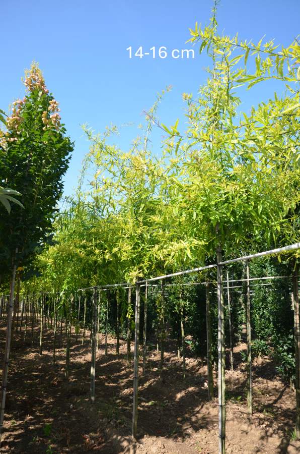 Preview: Eiche: Weidenblättrige Eiche