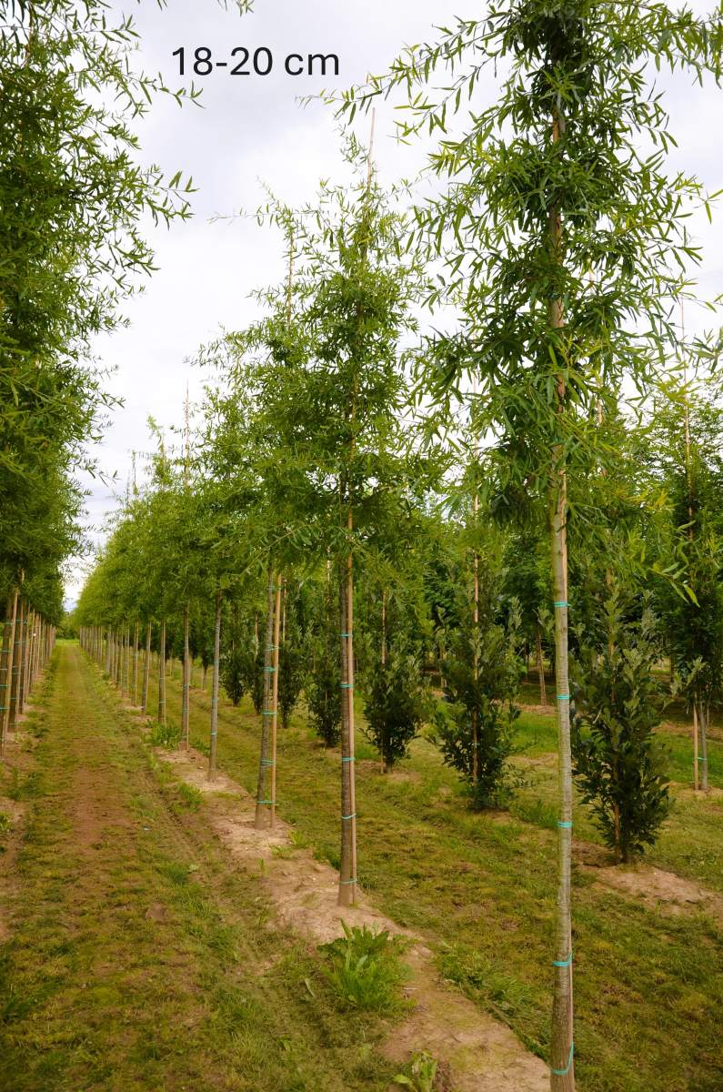 Eiche: Weidenblättrige Eiche