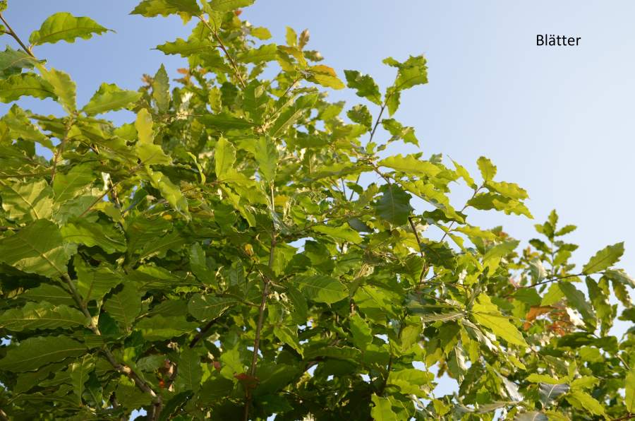 Eiche: Wollmispel-Eiche