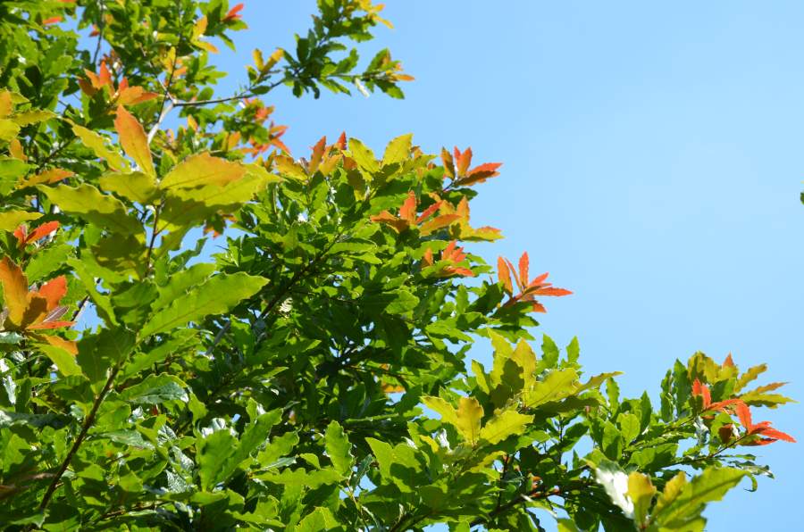 Eiche: Wollmispel-Eiche