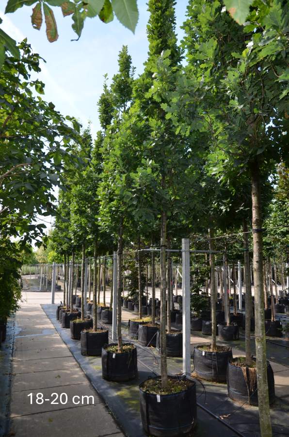 Preview: Eiche: Säulen-Eiche