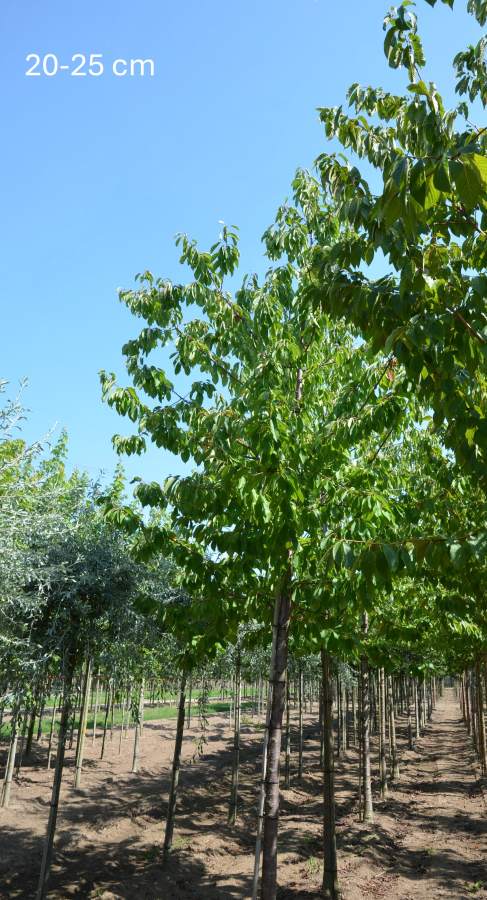 Süßkirsche: Regina