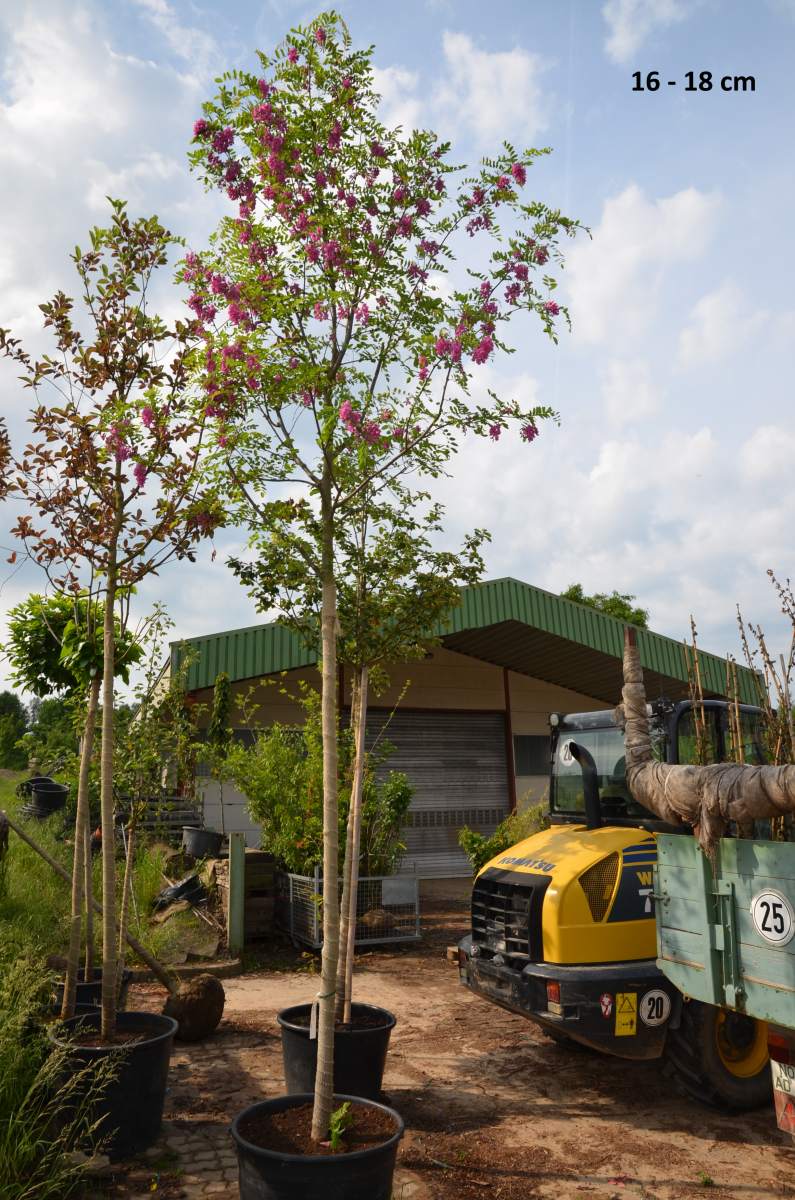 Preview: Akazie: Rosarote Akazie/Robinie