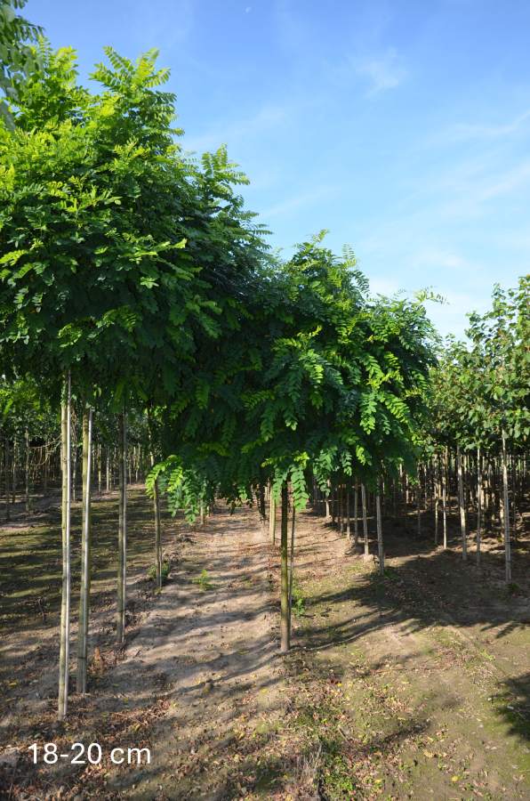 Schein-Akazie: Kugelakazie/Kugelrobinie